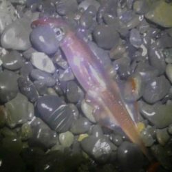 ヤリイカまだまだ釣れます。